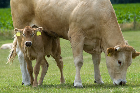 吃草的母牛和她的宝玩捉迷藏图片