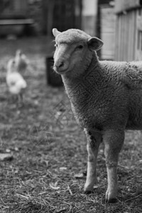 农场羔羊的黑白照片图片