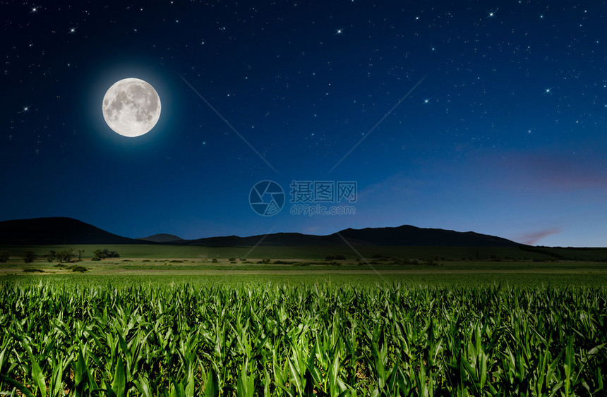 在夜间背景的玉米田图片