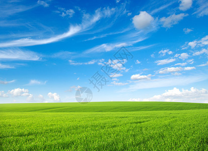 绿草场和明亮的蓝天高清图片
