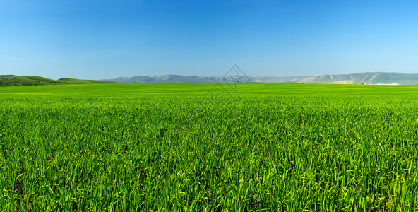山谷中的绿色草地弹簧组成图片