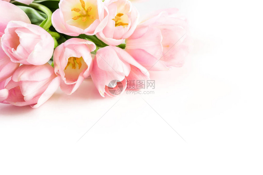 白色背景上的浅粉色郁金香图片