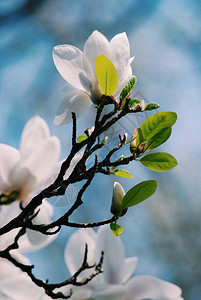 Beautifal与白色木兰花和青绿叶图片
