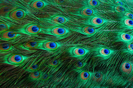 蓝色背景上的孔雀羽毛绿点图案图片