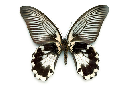 蝴蝶系列很少美丽的蝴蝶在图片