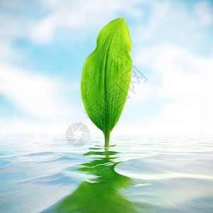 绿叶水滴反射在水中背景图片