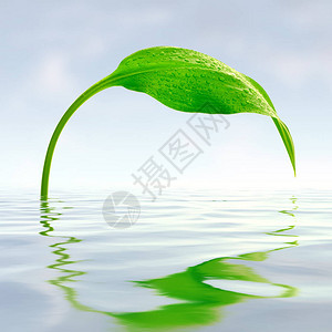 绿叶与水滴反射背景图片