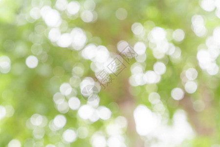 白色和绿色的自然bokeh环图片
