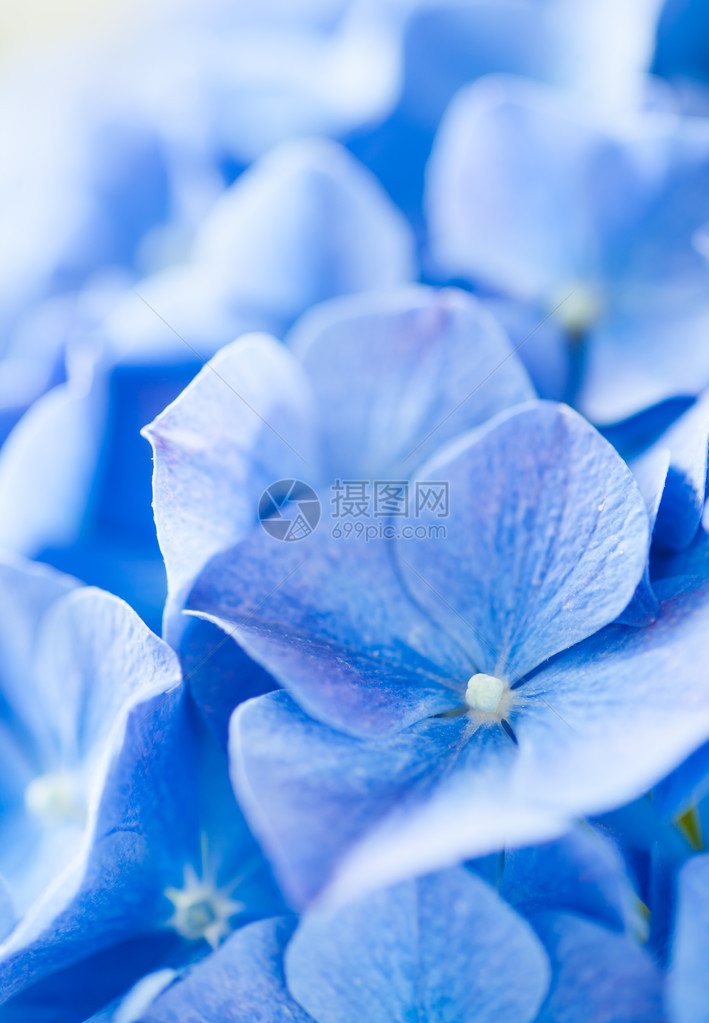 蓝色Hydranga大型植物图片