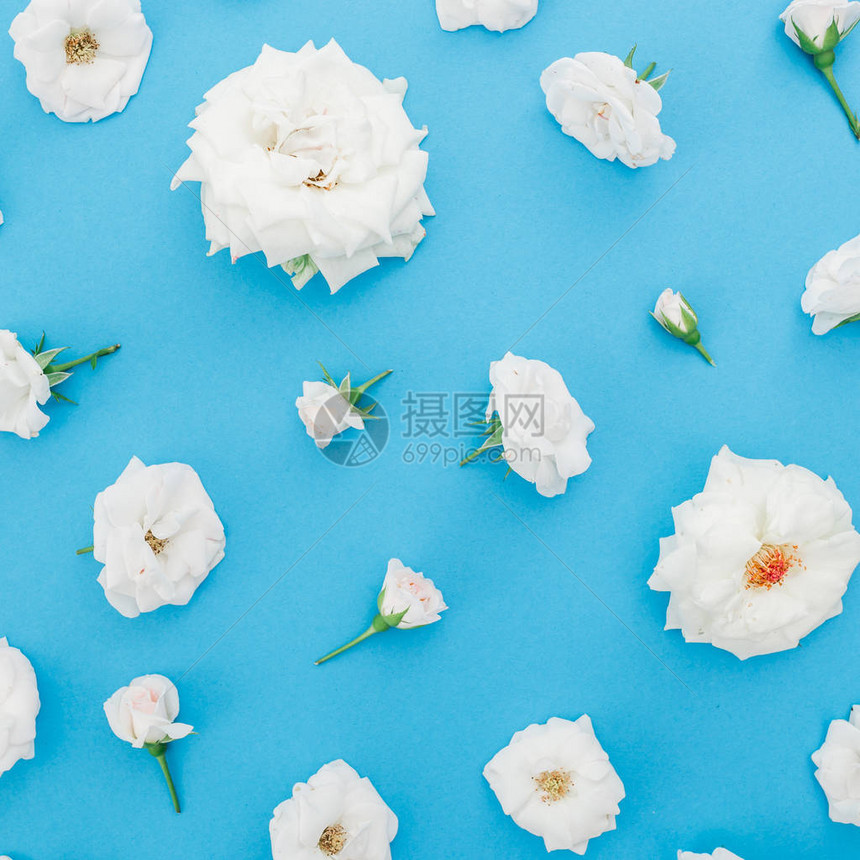 白玫瑰花在蓝面画背景上图片