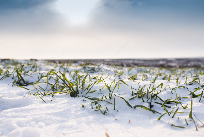 雪下小麦图片