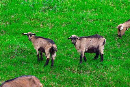 夏天阳光明媚的一天一个山羊家庭图片