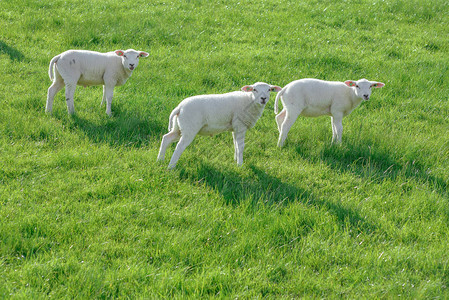 在阳光明媚的白天绵羊和羔在高清图片