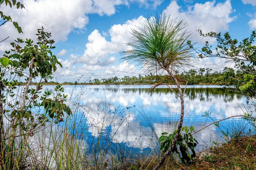 FloridaEverglades公园美图片