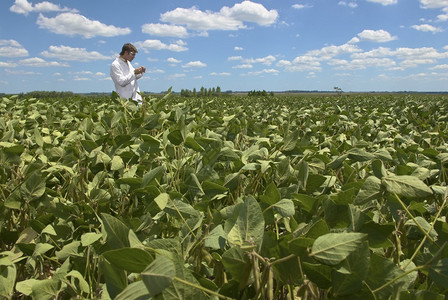 科学家们对田间大豆植物进图片
