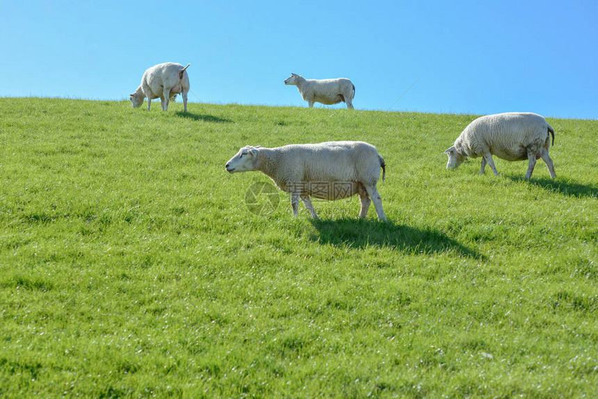 在阳光明媚的白天绵羊和羔在图片