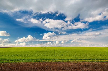 反对蓝天与白云的麦田农业场景图片