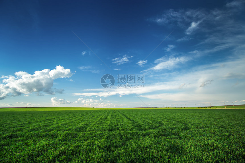 反对蓝天与白云的麦田农业场景图片