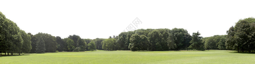 白色背景上孤立的树状条背景图片
