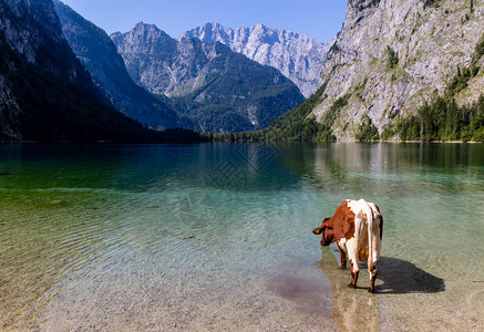德国科尼格西Oberseee湖的阿尔卑图片