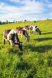 一群牛在田野上吃草图片