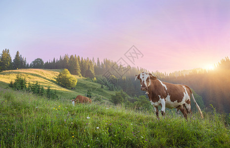 牛在绿草地上图片