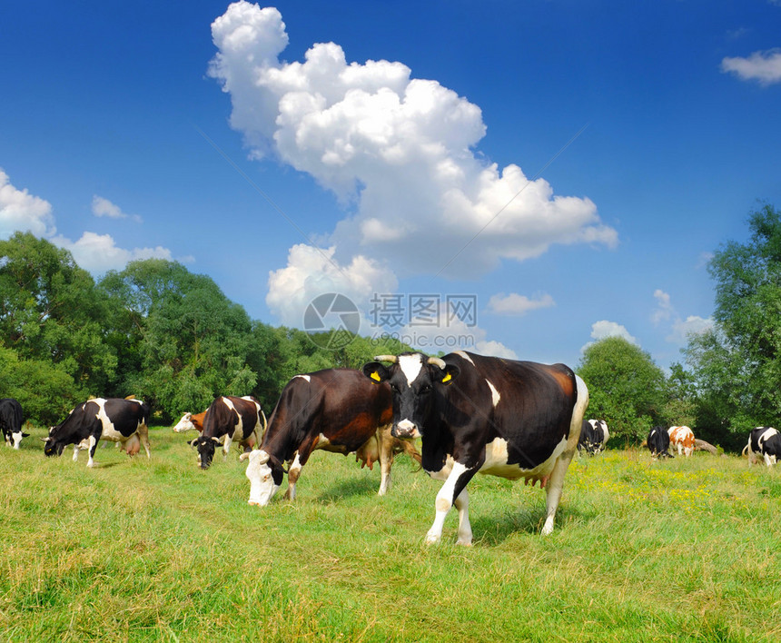 奶牛在牧场上图片