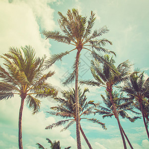 椰子棕榈树和蓝云图片