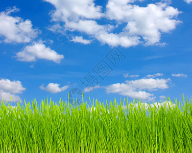田野绿草如茵蓝天白云图片
