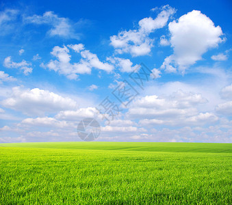 田野绿草如茵蓝天白云背景图片