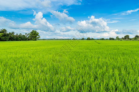 水稻和田与蓝天图片