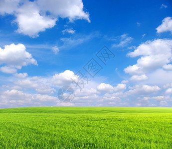 田野绿草如茵蓝天白云图片