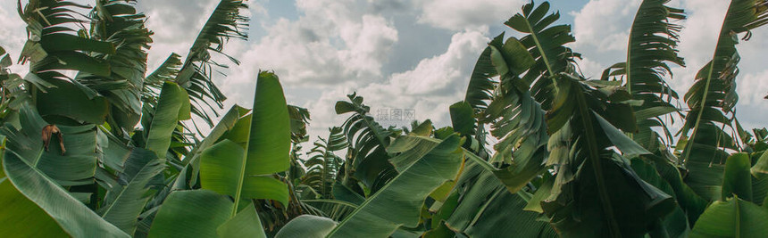 绿棕榈叶对天空的全景拍摄图片