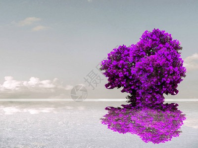 紫色花反射天空云彩和湖水表面图片