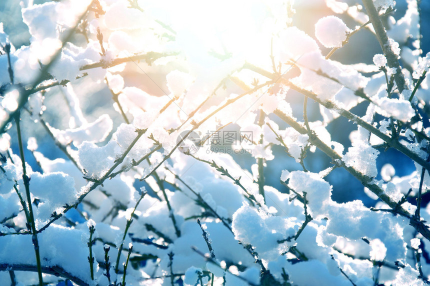 树枝上的冰雪冬天的时候图片