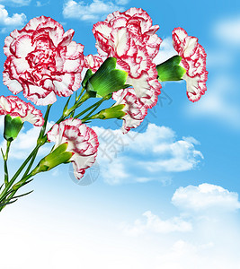 在蓝天背景的康乃馨花与云彩图片