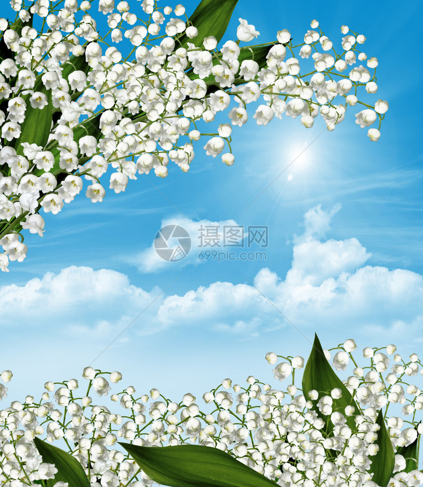 白花铃兰的枝条在蓝天白云的背景下图片