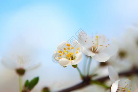 春天的白樱桃花图片