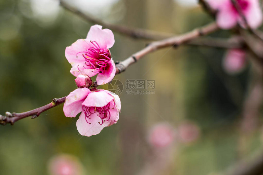 春天桃花的细节图片