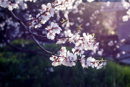 春天开花的樱桃白花特写图片