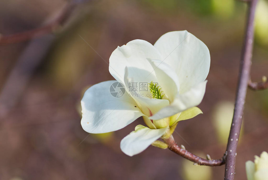 树枝上的白玉兰花图片