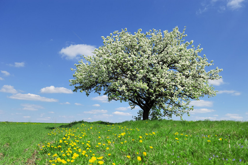 天空背景上春天的树图片