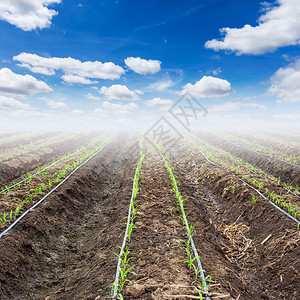 年轻的玉米田和滴灌的蓝天图片