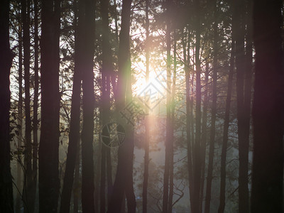 与阳光的松林剪影晨光图片