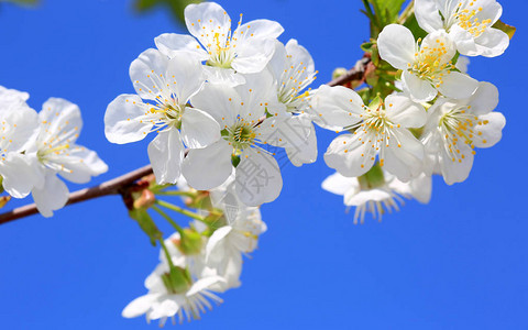 在蓝天背景的春天樱花树枝图片