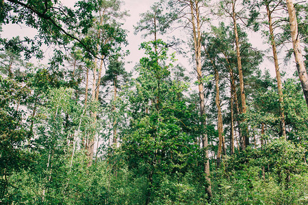 常绿原始森林中高大古树的底视图图片