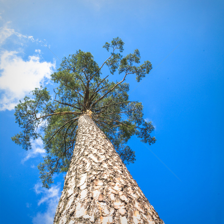 蓝色天空颜色背景的旧大树图片
