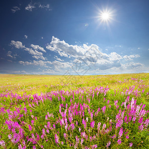 绿色的田野粉红色的野花蓝天白云图片