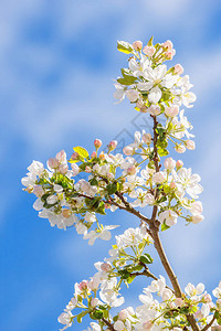 春天开满鲜花的苹果树枝图片