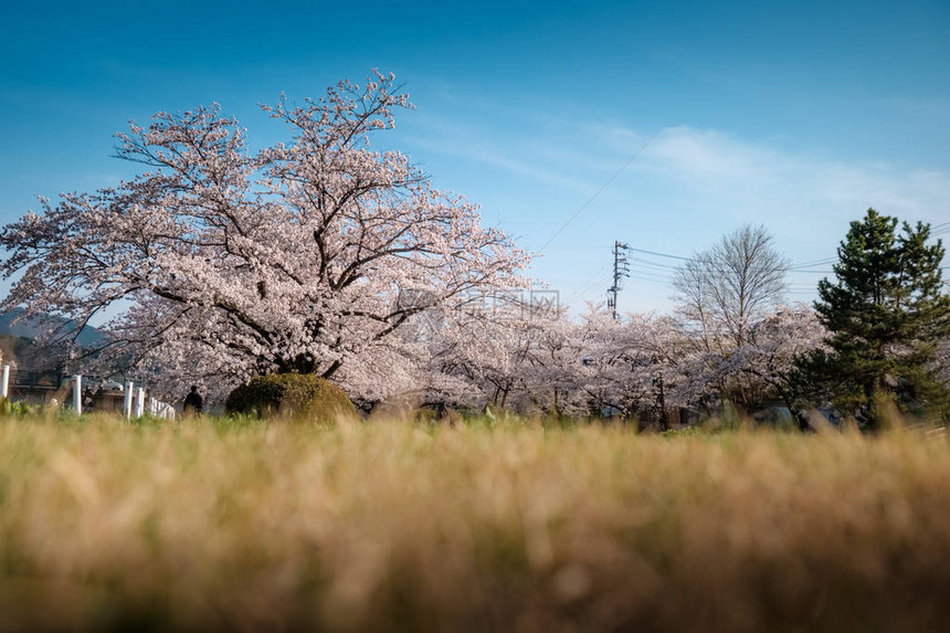 日本高山盛开的樱花图片